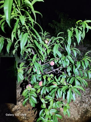 배동연님의 복숭아 · 영농일지 작성글 사진