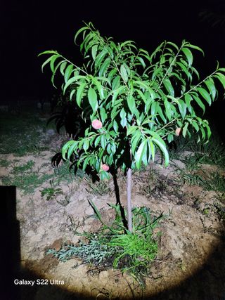 배동연님의 복숭아 · 영농일지 작성글 사진