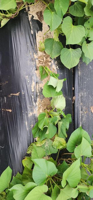 골골님의 고구마 · 영농일지 작성글 사진