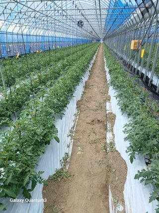 임동화님의 토마토 · 영농일지 작성글 사진