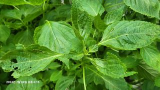 이종선님의 들깨 · 영농일지 작성글 사진