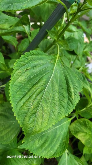 이종선님의 들깨 · 영농일지 작성글 사진