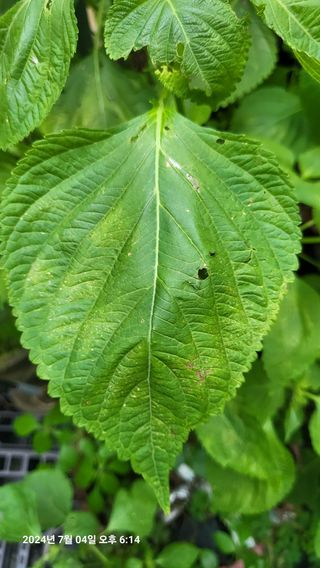 이종선님의 들깨 · 영농일지 작성글 사진
