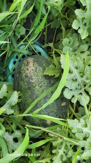 이종선님의 기타작물 · 영농일지 작성글 사진