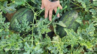 이종선님의 기타작물 · 영농일지 작성글 사진