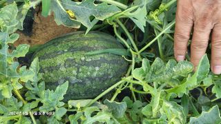 이종선님의 기타작물 · 영농일지 작성글 사진