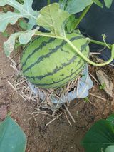 팜모닝 자유주제·자유게시판 게시글 이미지