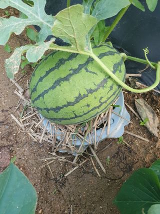 주옥님의 자유주제 · 자유게시판 작성글 사진