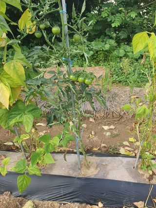 주옥님의 자유주제 · 자유게시판 작성글 사진