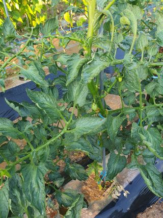 주옥님의 자유주제 · 자유게시판 작성글 사진