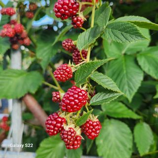 우리꽃님의 자유주제 · 자유게시판 작성글 사진