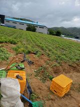 팜모닝 감자·영농일지 게시글 이미지