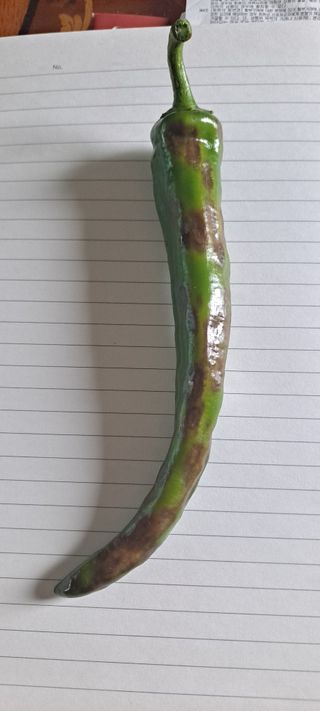 klm님의 고추 · 병해충상담 작성글 사진