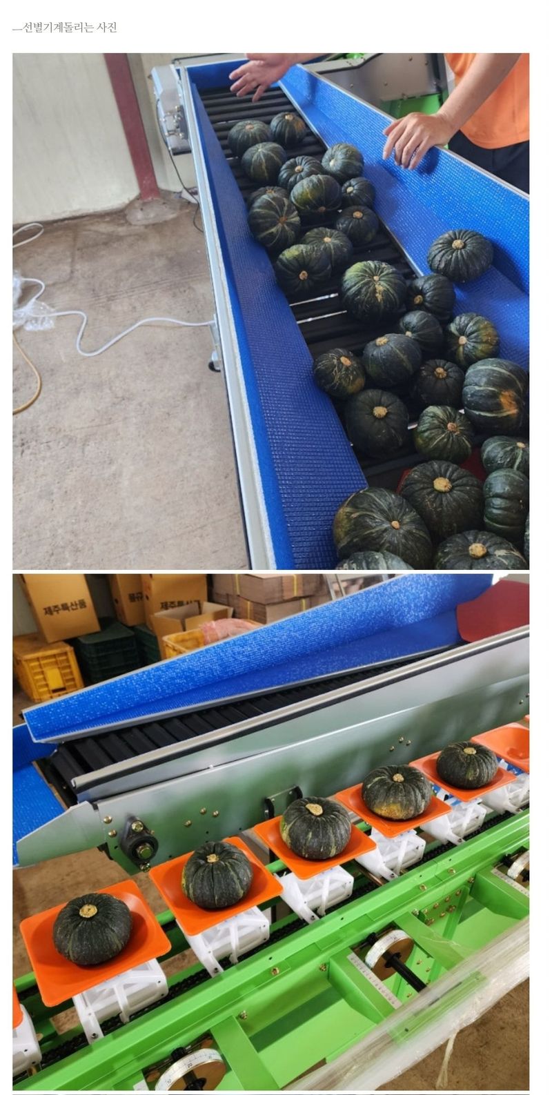 최원석님의 장터 판매 상품 [제주 특산 특품 미니 단호박 판매합니다.] 첨부 사진