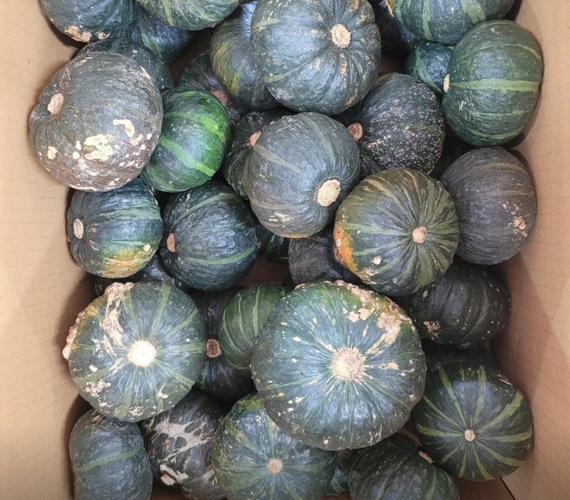 최원석님의 장터 판매 상품 [제주 특산 특품 미니 단호박 판매합니다.] 첨부 사진