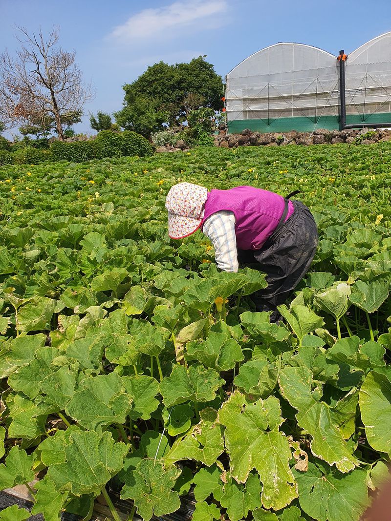최원석님의 장터 판매 상품 [제주 특산 특품 미니 단호박 판매합니다.] 첨부 사진