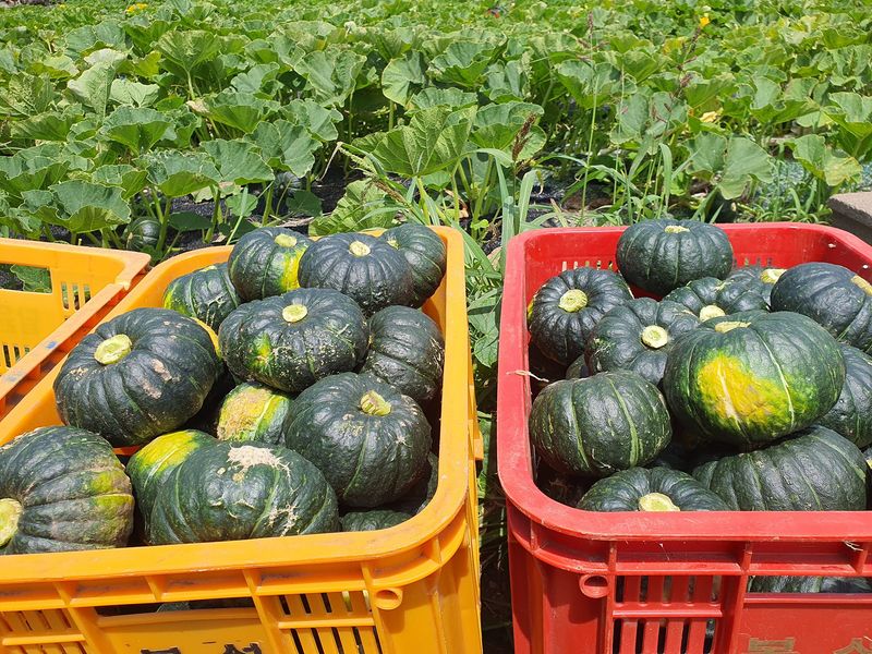 최원석님의 장터 판매 상품 [제주 특산 특품 미니 단호박 판매합니다.] 첨부 사진