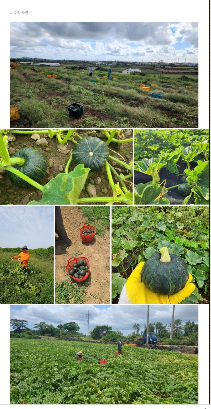 최원석님의 장터 판매 상품 [제주 특산 특품 미니 단호박 판매합니다.] 첨부 사진