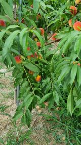 팜모닝 복숭아·영농일지 게시글 이미지