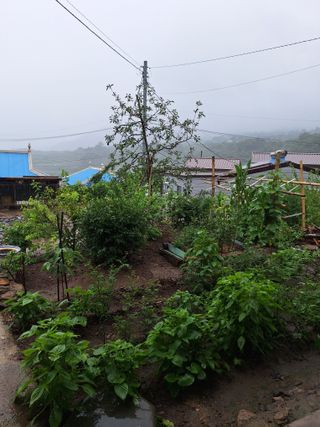 저금통님의 농사, 무엇이든 물어보세요! · 참여글 작성글 사진