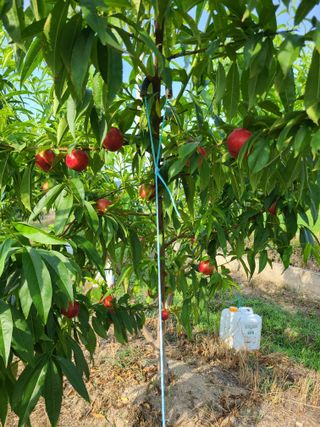 홍인영님의 복숭아 · 영농일지 작성글 사진