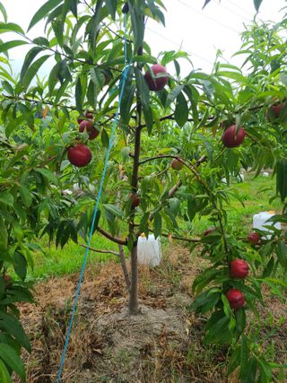 홍인영님의 복숭아 · 영농일지 작성글 사진