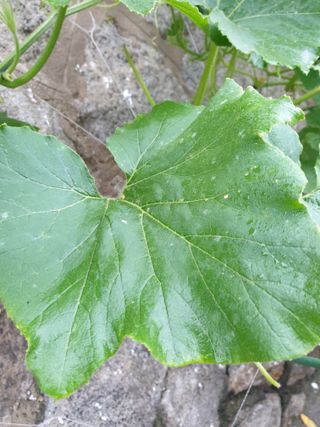 조대현님의 호박 · 병해충상담 작성글 사진