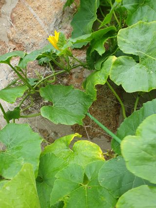 조대현님의 호박 · 병해충상담 작성글 사진