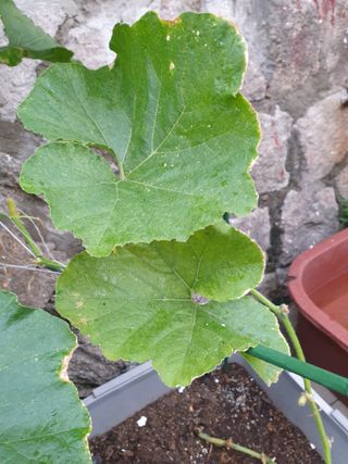 조대현님의 호박 · 병해충상담 작성글 사진