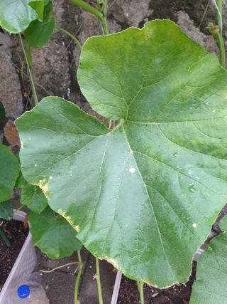 조대현님의 호박 · 병해충상담 작성글 사진