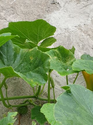 조대현님의 호박 · 병해충상담 작성글 사진