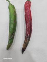 팜모닝 고추·병해충상담 게시글 이미지