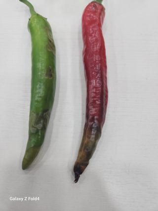 김형용님의 고추 · 병해충상담 작성글 사진