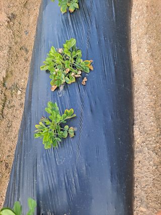 날마다청춘님의 기타작물 · 병해충상담 작성글 사진