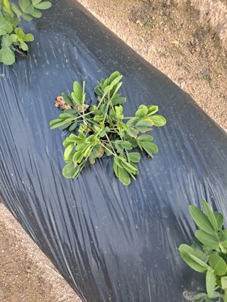 날마다청춘님의 기타작물 · 병해충상담 작성글 사진