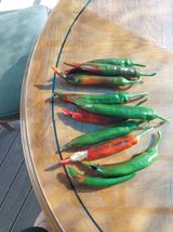 팜모닝 고추·병해충상담 게시글 이미지