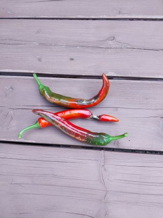 박우범님의 고추 · 병해충상담 작성글 사진