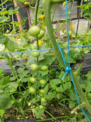 초짜농부님의 토마토 · 영농일지 작성글 사진