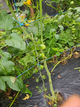 초짜농부님의 토마토 · 영농일지 작성글 사진