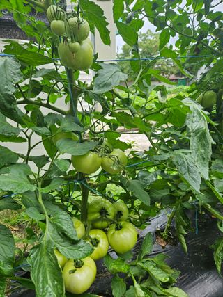 초짜농부님의 토마토 · 영농일지 작성글 사진