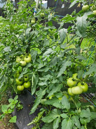 초짜농부님의 토마토 · 영농일지 작성글 사진