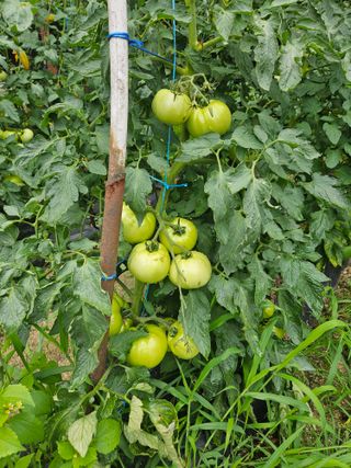 초짜농부님의 토마토 · 영농일지 작성글 사진