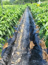 팜모닝 고추·영농일지 게시글 이미지