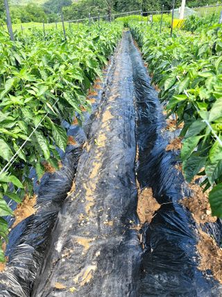 천지현황님의 고추 · 영농일지 작성글 사진