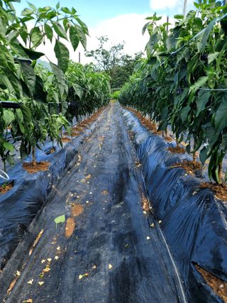 천지현황님의 고추 · 영농일지 작성글 사진