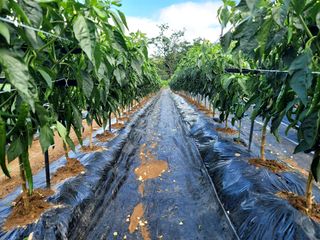 천지현황님의 고추 · 영농일지 작성글 사진