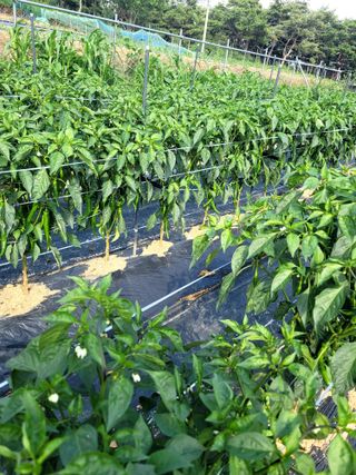 천지현황님의 고추 · 영농일지 작성글 사진