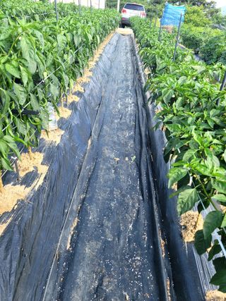 천지현황님의 고추 · 영농일지 작성글 사진