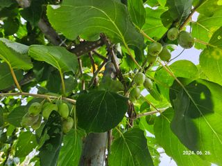 신강우님의 기타작물 · 영농일지 작성글 사진