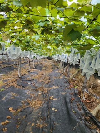 행복님의 포도 · 영농일지 작성글 사진